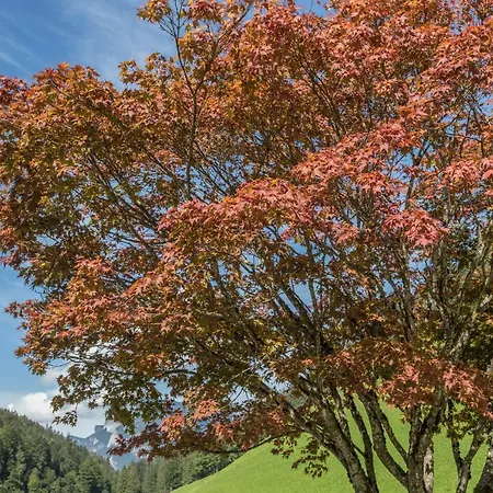 公寓 Jaegermeister 洛弗附近圣马丁