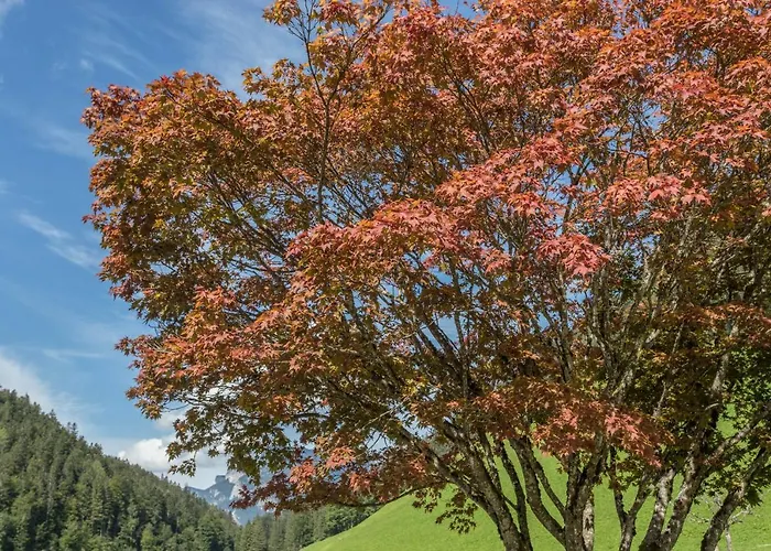 公寓 Jaegermeister 洛弗附近圣马丁